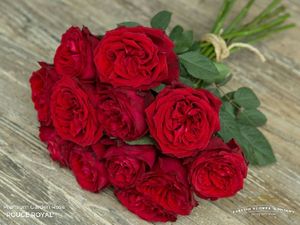 ROSE BR. ORANGE TIGER 50